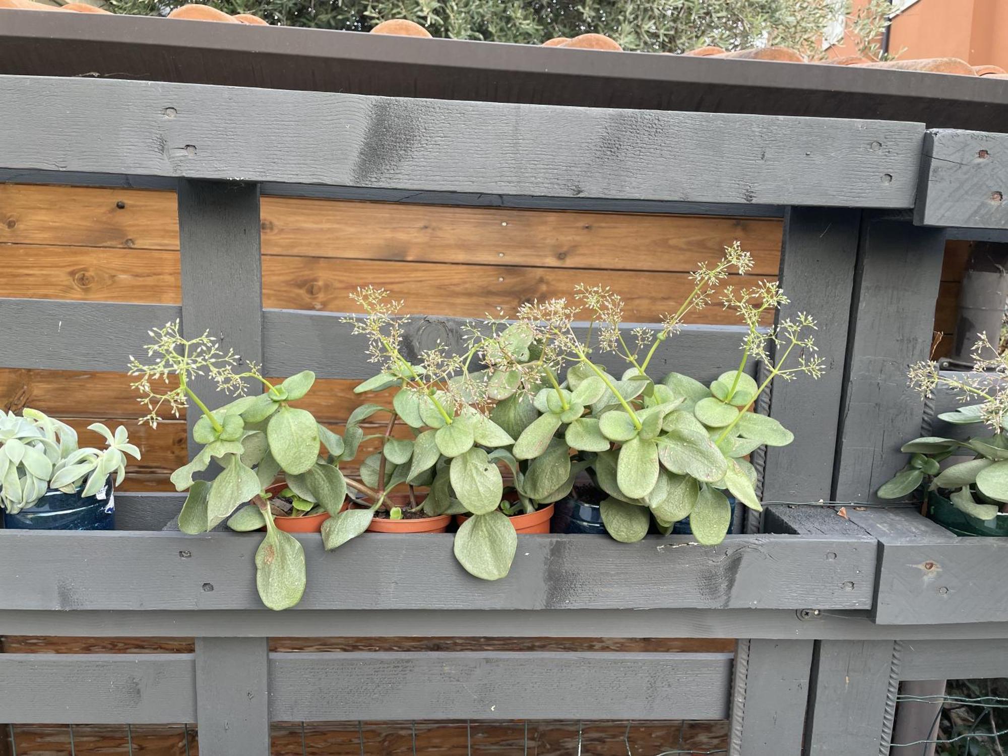 Casa Sivori Sul Lago Di Garda Con Ampio Giardino Desenzano del Garda Exterior foto